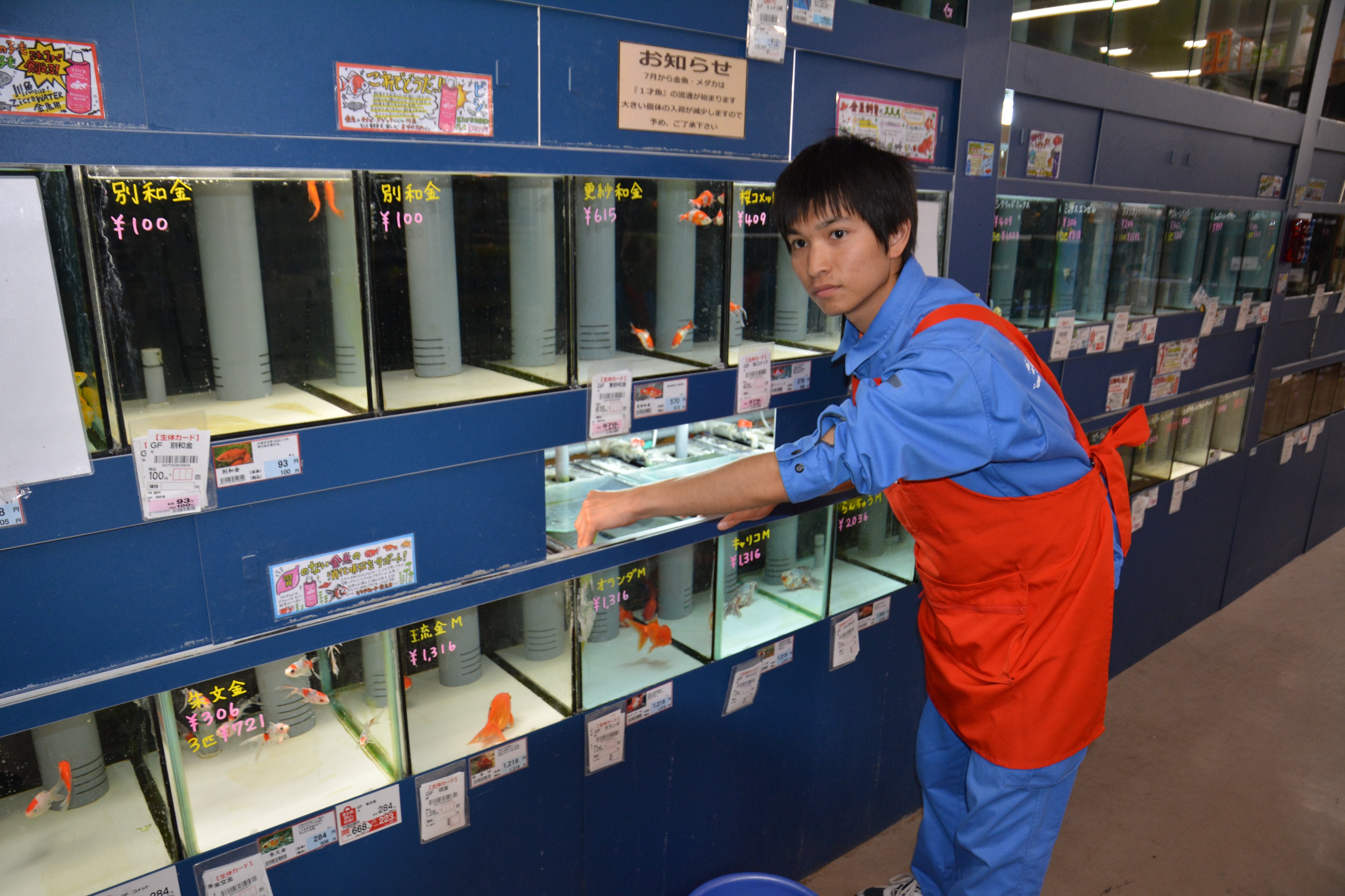埼玉動物海洋専門学校 A Twitteren インターン実習報告vol24 今回は ｄｃｍホーマック野田みずき店 の実習を見学して来ました 水槽のレイアウトや多種多様な魚の飼育管理だけでなく 商品のレイアウトなどを学んでいました ｄｃｍホーマック野田みずき店 埼玉