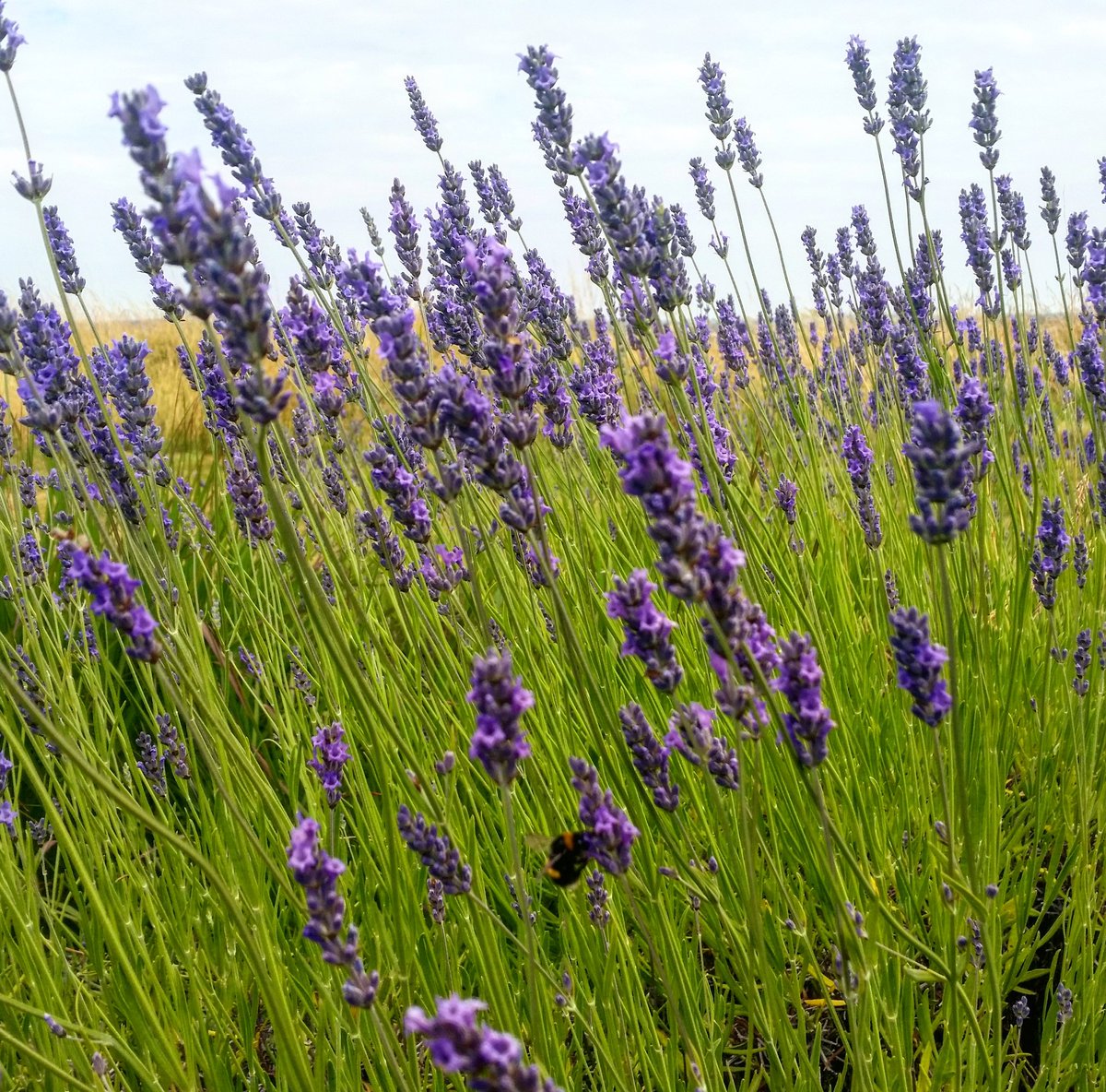 TOXWeddings's tweet photo. Inspiration from nature for your wedding colour scheme. We love lavender at the Oxfordshire. It makes for beautifully fragrant table centrepieces! #countryside #weddingvenue #countrysidewedding #lavender #colourpalette #weddinspiration https://t.co/34m1sLXZ0W