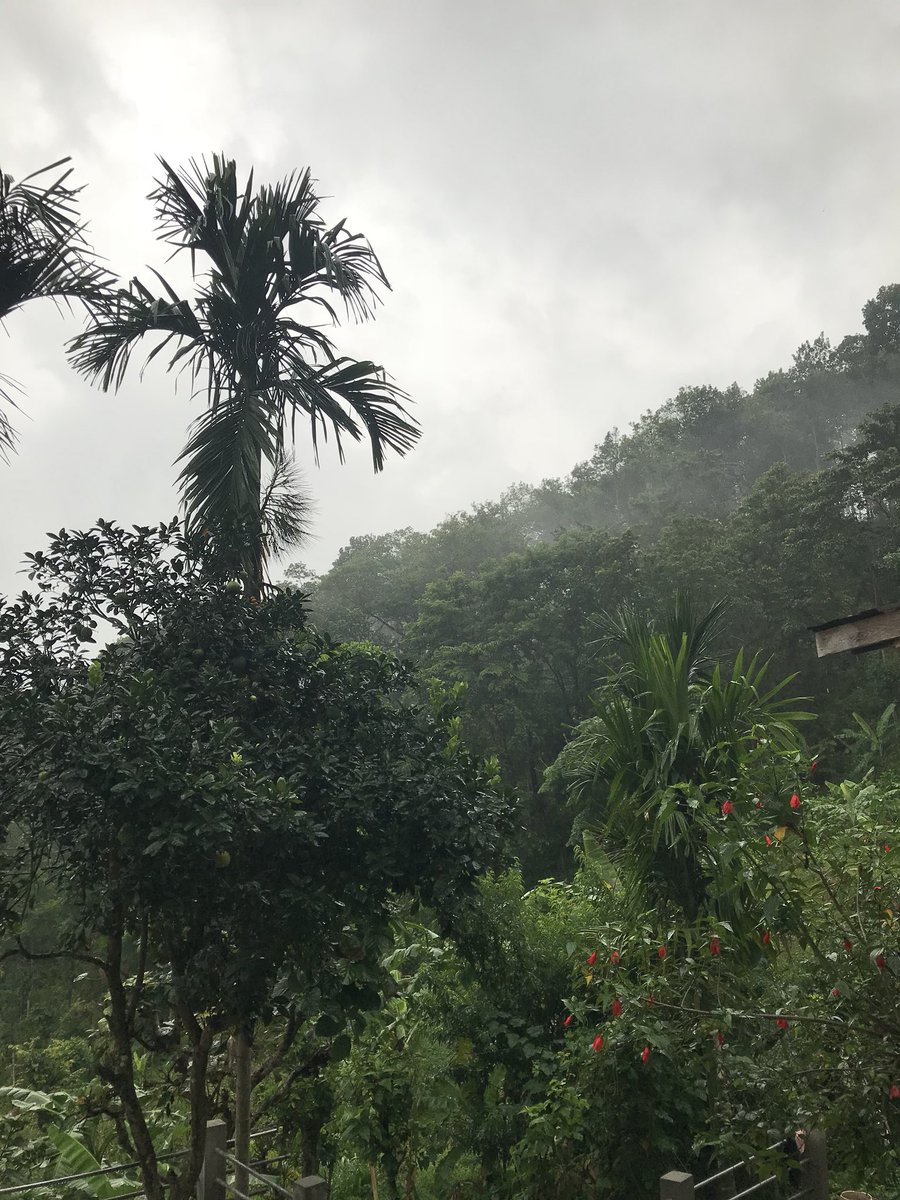 JamwalNidhi's tweet photo. Last stop of this #Sikkim trip. #Homestay next to the #Kitam bird #sanctuary in South #Sikkim. My window overlooks the sanctuary https://t.co/AEWxvukrWZ