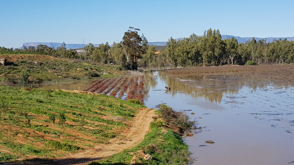 MonikadeJager's tweet photo. The Olifants River is flooding its banks like the ancient Nile and turning our parched earth into its former fertile glory! 🍾🍾🍾 @visitNWC @discoverctwc @VisitWinelands @Vinpro_za @WeskusTourism @alanwinde https://t.co/WaBTisPrGU