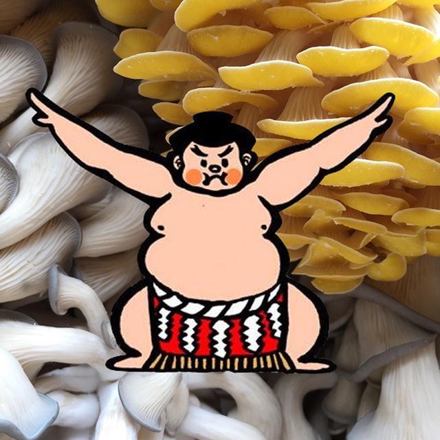 smallhold's tweet photo. Get your tix for #SUMOSTEW on 7/17! Smallhold mushroom onigiri by @momosushishack will be making an appearance in a special collaborative bento box. Link in bio https://t.co/RQYa2SjdBi https://t.co/c6ATp14adp