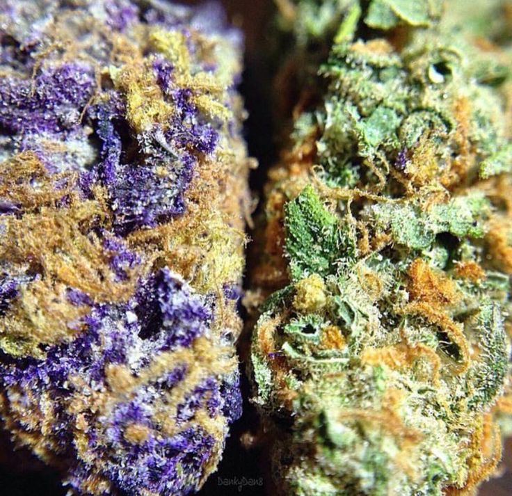 Have2take's tweet image. 😱😱😱#worldcannabiscongress