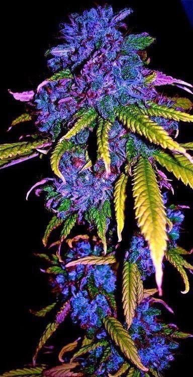 Have2take's tweet image. #bluegrass 😛😛😛