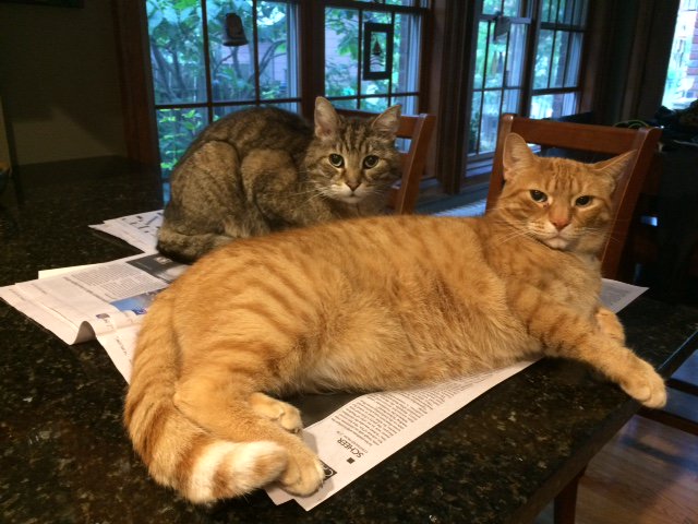 Just an FYI. @TerraShastri and I are hosting an <a href="/cat_healthy/">Cat Healthy</a> workshop this Tuesday, July 10th <a href="/OnVetMedAssoc/">OVMA</a>. Still spots available. Join us for a fun filled day about cats, feline medicine and compliance.. Lots of pearls to take home to improve your patient's lives.