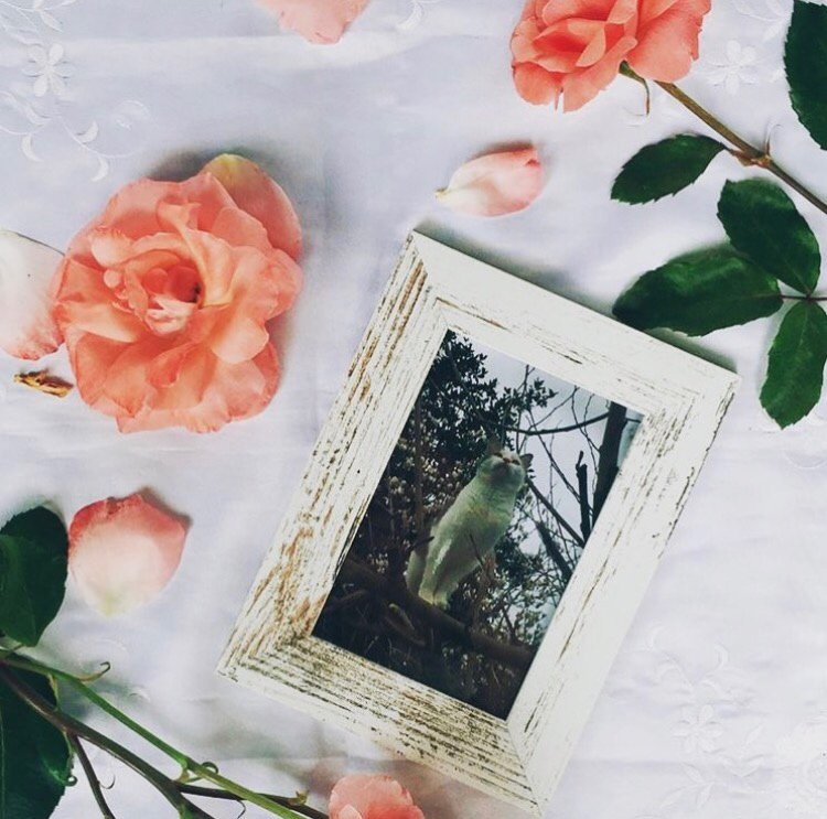 The sweetest memories can make such beautiful framed photos 😻 Thank you @_brendasimonin for sharing this precious moment of your four legged friend. We love that the frame matches the fur!
.
#freeprintsuk #freephotoapp #catsofinstagram #flowers