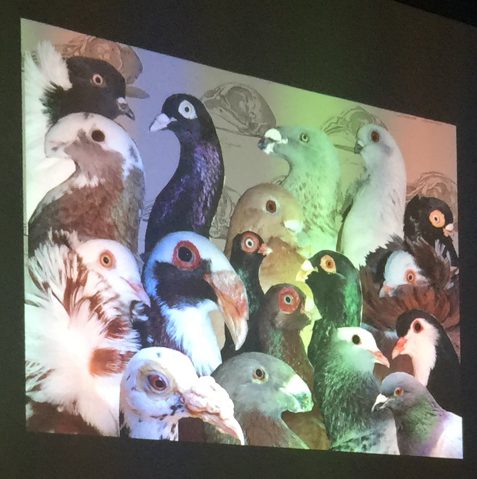 PubSci's tweet photo. If you look at the variety of pigeon breeds, you would be forgiven for thinking they belong to different species. All of them descended from the wild rock dove #PubSci @KatrinavanGrouw https://t.co/loueAZqAfk