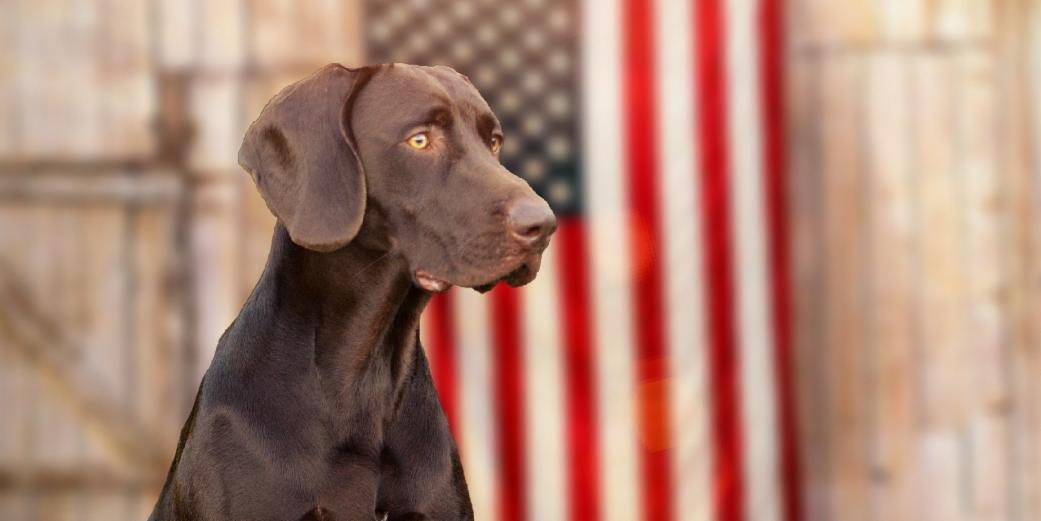 #ThatDogWill ... retrieve with pride. Happy #FourthofJuly! (📷: Lincoln the Pointeraner)