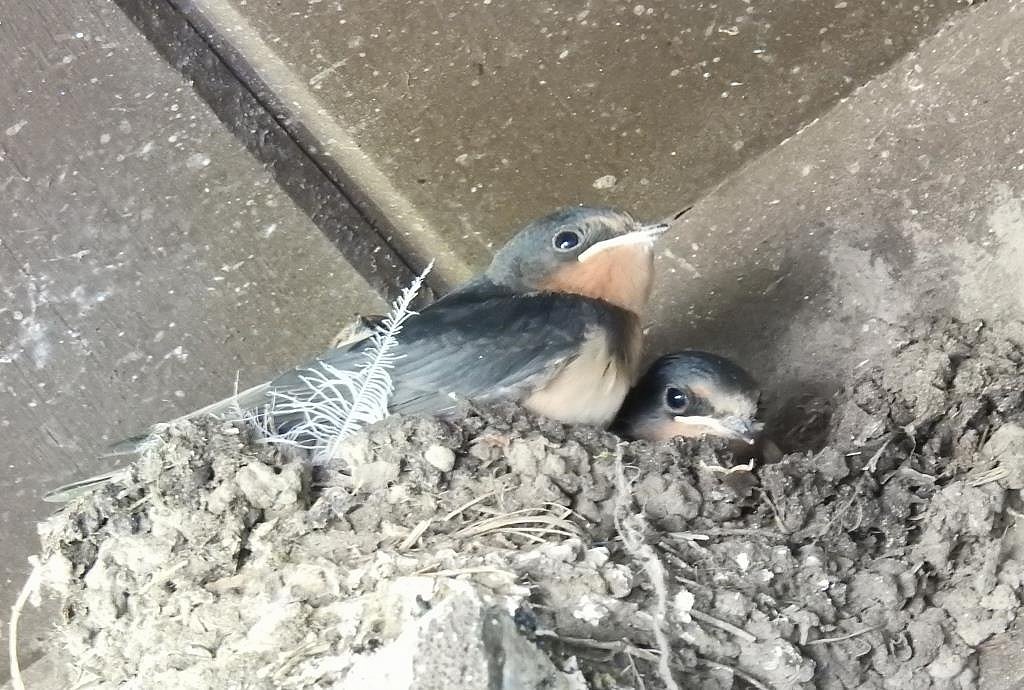 Presqu Ile Pp On Twitter Wildlifewednesday 3 Barn Swallow