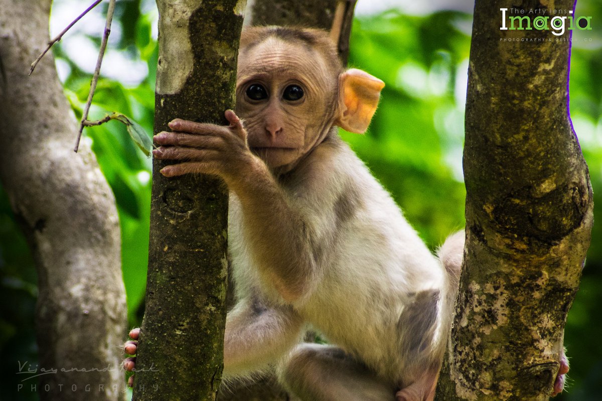 imagiavijay's tweet photo. #imagia #photographers #photographyeveryday #wildphoto  #wildphotography #nature #monkey #monkeys #thehindu #deccanherald #vijayanandnaik #monkees #saveanimals #hollywood #earthanimal #vijayanandnaikphotography #vijayakarnataka #nikon #nikonphotography📷 https://t.co/0JKl2eK9Q1