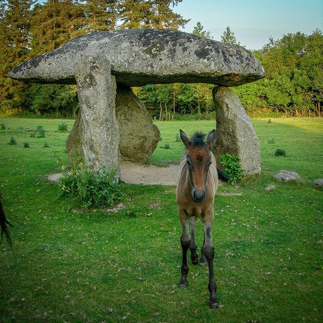 The guardian of Spinster's Rock, 2006. #dartmoor #neolithic #megalithic #archaeology #ancient #horses #pony #dolmen #ancient #ruins #devon #prehistory #burialchamber ift.tt/2KMMjRg