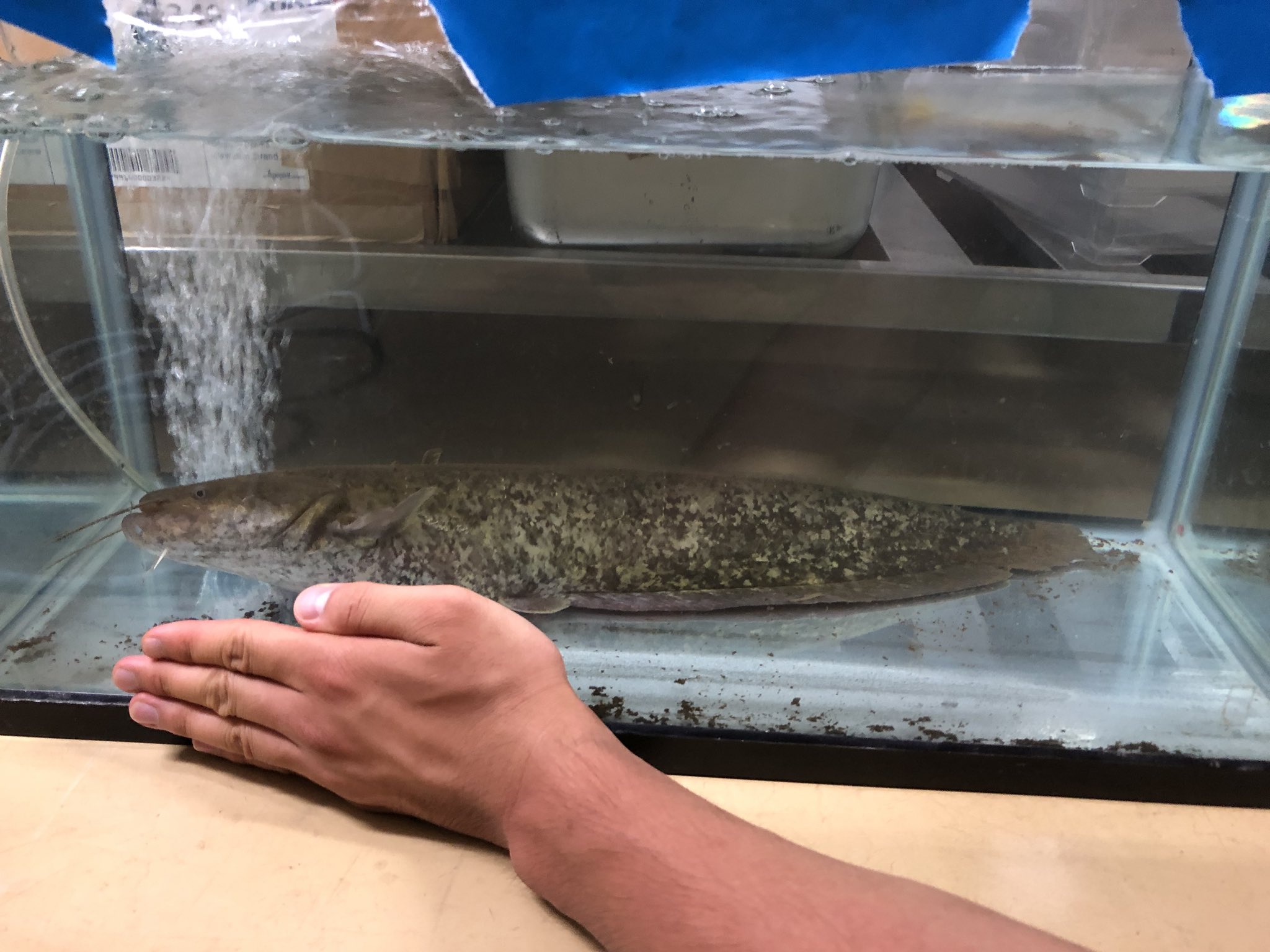 ガリオ 無職ブロガー さっき捕まえたナマズはいま研究室の水槽に入れて泥抜き 糞や泥を吐かせる下処理の一種 を行なっています 明後日 出刃包丁でさばいて食べます ナマズはヌメリが本当に凄いのでメチャメチャ大変です 頑張ります ちなみに50cm
