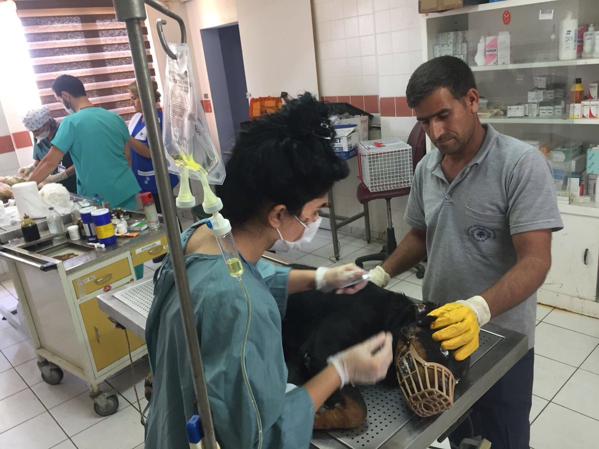 ahbapdogu's tweet photo. Sokak ahbaplarımızı, doğayı sevmekten başlarsak Evreni daha da güzelleştirebiliriz❤️ insani duruşumuz, ruhumuzu rehabilite ettiğimiz yerdir. Haytap ve Belediye temsilcisi ile beraber dostlarımızla ilgilendik. @haluk_levent @ahbapplatformu @ahbap_cevre 🐾☘️ https://t.co/00FMfT2U2X