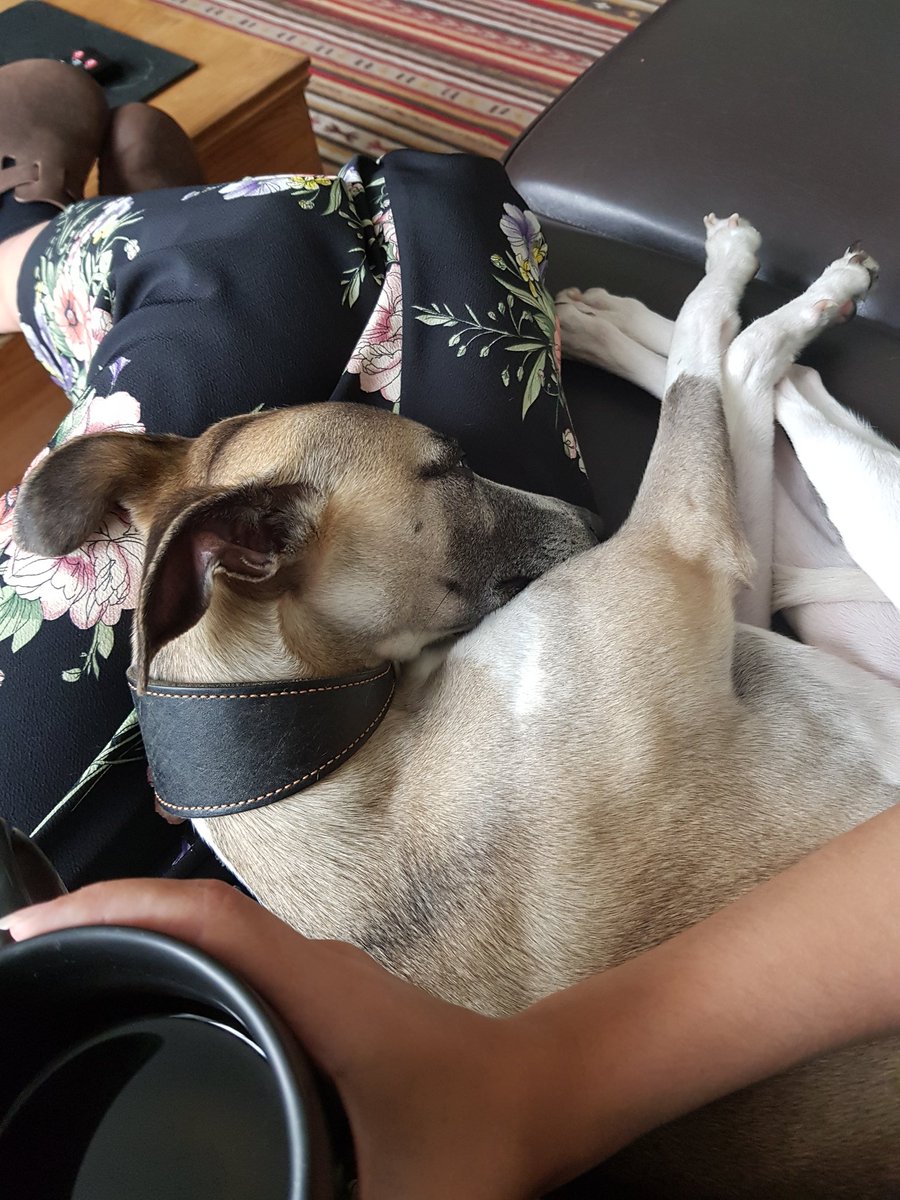 aliceheathfield's tweet photo. I love dog snugs x https://t.co/cLbcZ0b6Jh