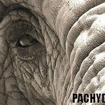 Photo by PACHYDERM Magazine (@Elephas_maximus)