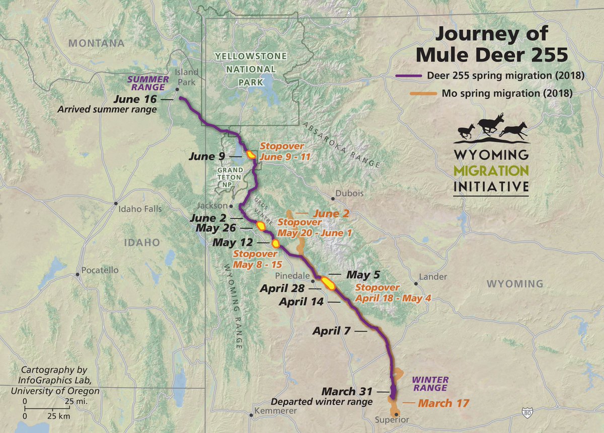 June 16th, 2018.
#Wyodeer 255 repeats her epic migration, traveling 245 mi over 77 days. We have never had a mule deer go farther. Maintaining her corridor will require coordination among #Wyoming, #Idaho, the parks, the forests, and wise management of the vast sage steppe.