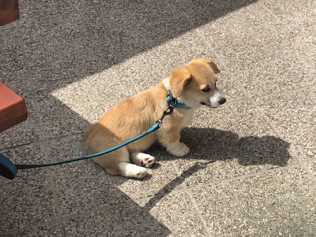 chatzy leash and collar