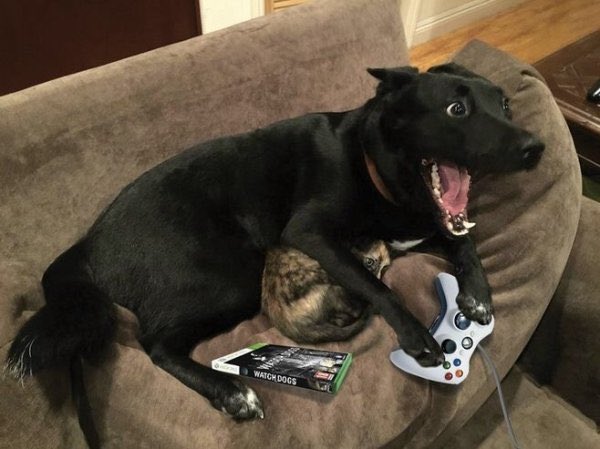 “What did you do this summer, Mr. Duncan?”
“I read a lot of books and played video games.”
(This is not my photo. And there is a cat in the photo. Hilarious.)
