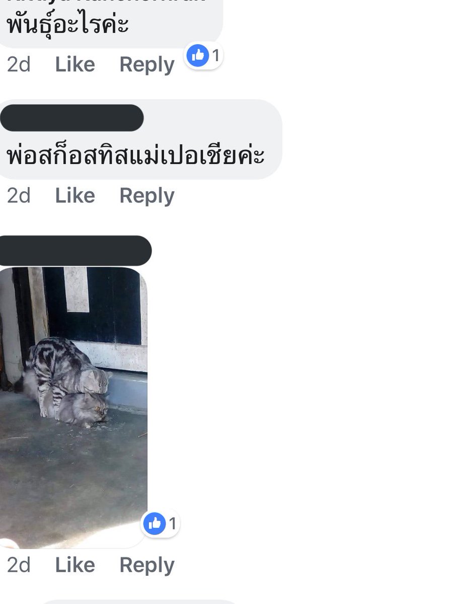 พดเอง tweet media