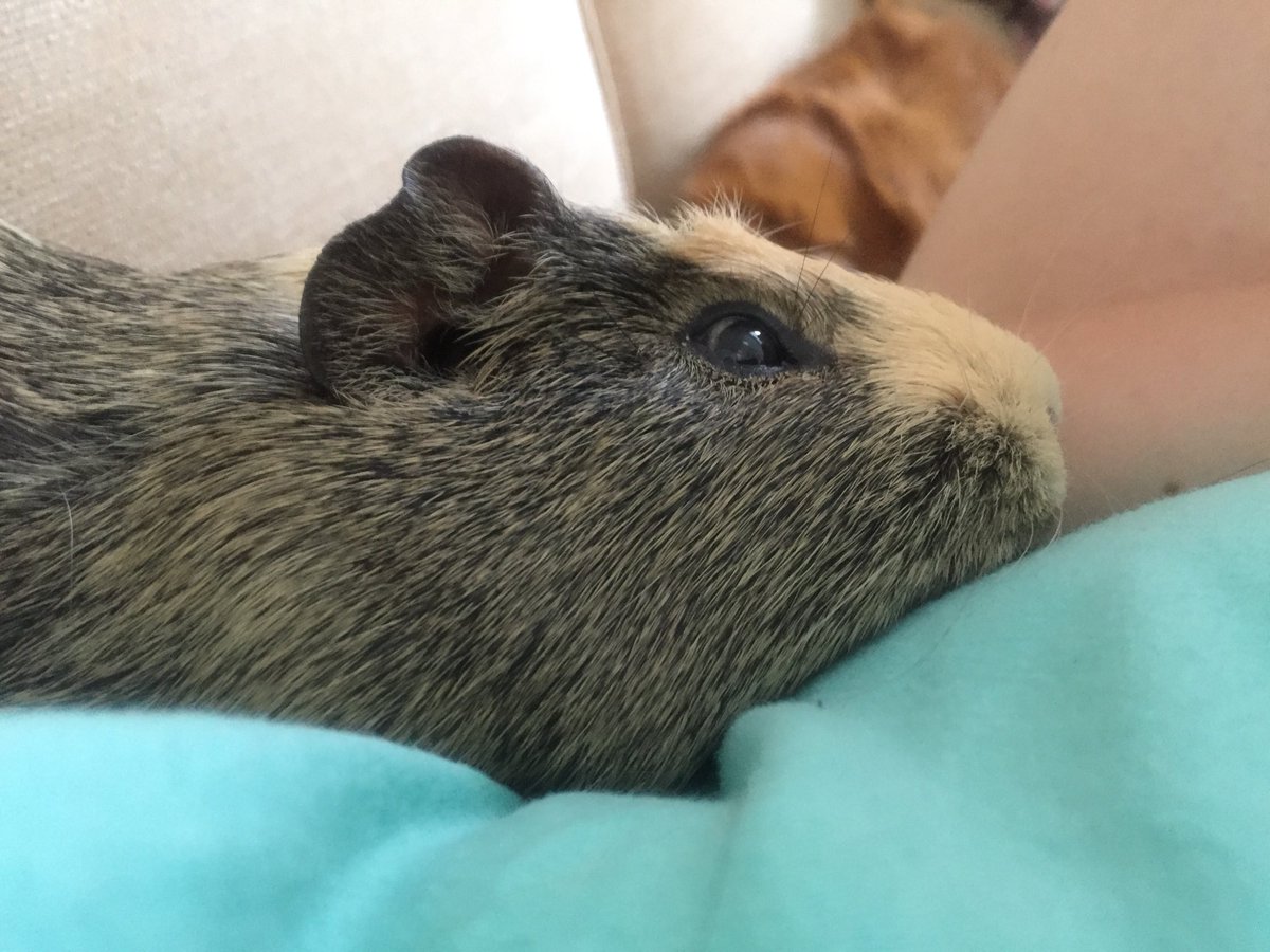 badgerbumble's tweet photo. Feeling extra cuddly today #cuddlepig #mrbumble #snoozyeye #comfyhoom https://t.co/SrPJGRzlOA