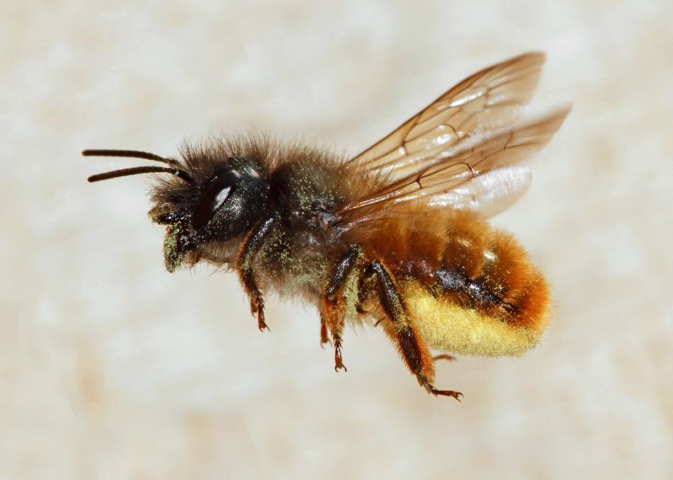 THJ1961's tweet photo. @JordanRyder1990 @HarperAdamsUni presents his work investigating the influence of floral source availability on the nesting behaviour of the solitary red mason bee, Osmia bicornis. #ECE2018 https://t.co/6jhcFXtgNZ