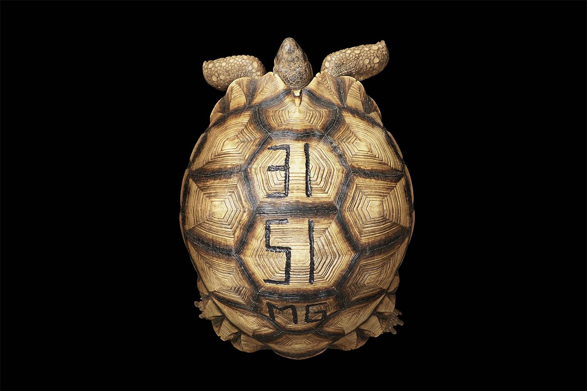TempusMagazine's tweet photo. Discover the Design Hotlist! Today Rachel Ingram tells us why she chose @TimFlach as the wildlife photographer changing the face of portraiture and conservation. Click here: https://t.co/6Aj2RfMNfs   #timflach #tempusmagazine #design #WednesdayMotivation #conservation https://t.co/DpTtBNZPyg