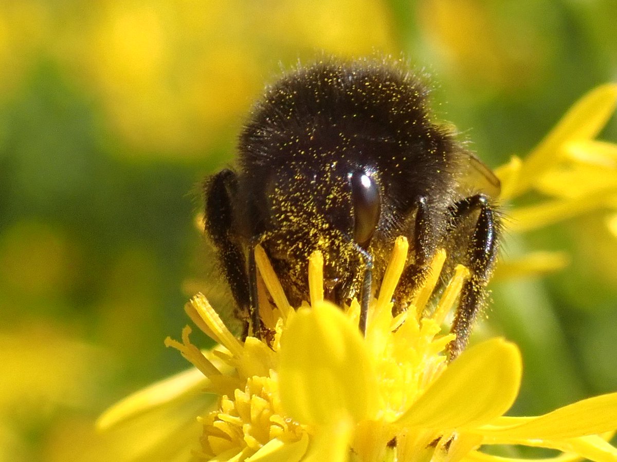 TeenyannB's tweet image. I may be becoming a little obsessed with the ragwort in my garden! Here are some of today's visitors 🐝🐛🦋 @DerbysWildlife @B_Strawbridge @ukbutterflies @BeesWivCharactr