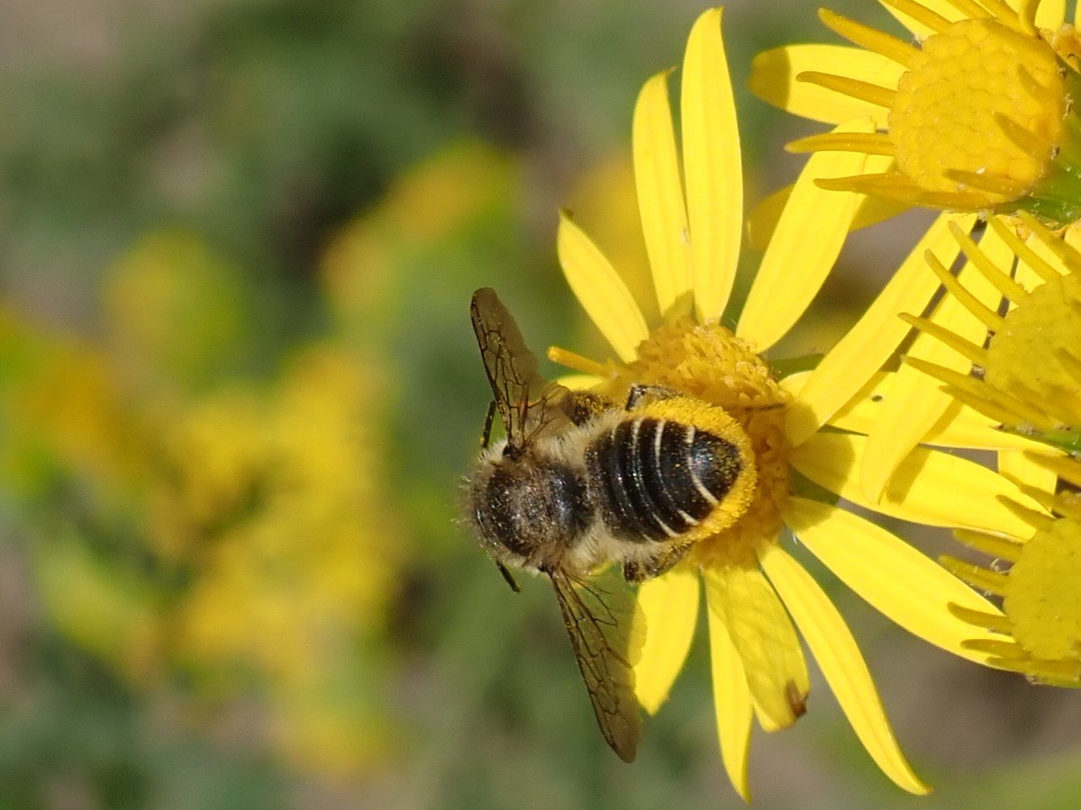 TeenyannB's tweet image. I may be becoming a little obsessed with the ragwort in my garden! Here are some of today's visitors 🐝🐛🦋 @DerbysWildlife @B_Strawbridge @ukbutterflies @BeesWivCharactr