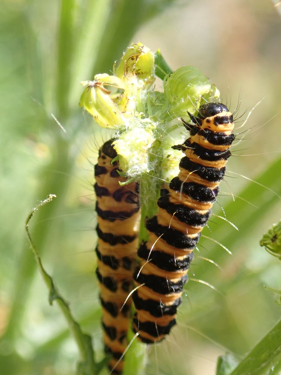 TeenyannB's tweet image. I may be becoming a little obsessed with the ragwort in my garden! Here are some of today's visitors 🐝🐛🦋 @DerbysWildlife @B_Strawbridge @ukbutterflies @BeesWivCharactr