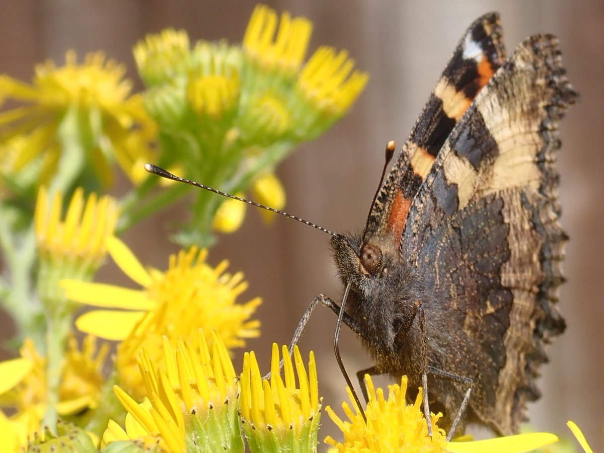 TeenyannB's tweet image. I may be becoming a little obsessed with the ragwort in my garden! Here are some of today's visitors 🐝🐛🦋 @DerbysWildlife @B_Strawbridge @ukbutterflies @BeesWivCharactr