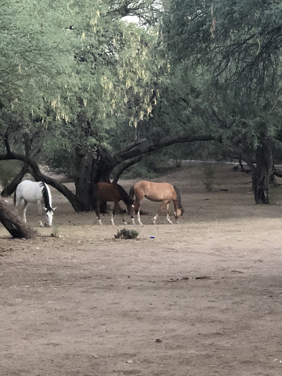 sherry112874's tweet photo. My daughter and I went for a early morning drive to #butcherjonesrecarea to see if we’d see any of the #wildhorsesofAz and we did. It was so cool! #wildhorses #saltriver #butcherjones https://t.co/l2TF1H2eqU