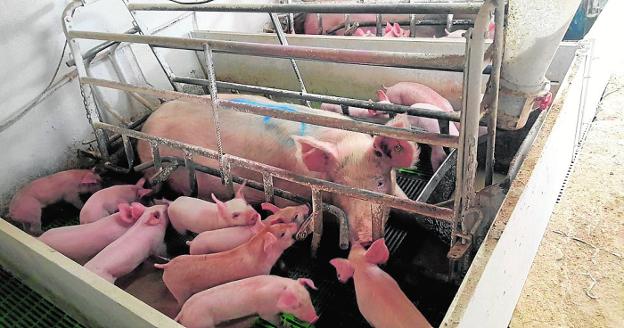 El Ministerio de Agricultura ofrece hasta 20.000 euros para renovar las granjas

arcadisl.com/2018/07/04/el-…

#ganadería #agricultura