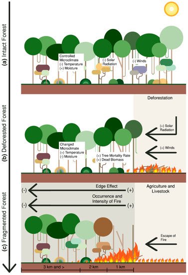 Impactos da fragmentação florestal nos padrões de ocorrência de queimadas na Amazônia, utilizando dados orbitais, foram estudados por Celso Silva Jr, aluno da PG-SER, et al. do treeslab.org, e publicado em mdpi.com/1999-4907/9/6/… @MDPIOpenAccess #mdpiforests