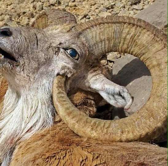 مات ببطئ والسبب قرنه 🤐😣