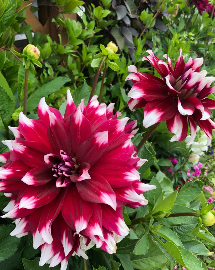 BelvedereGCC's tweet image. The flowers at Belvedere are in full bloom and looking beautiful! #belvederegcc #whyibelong #nofilter #flowers