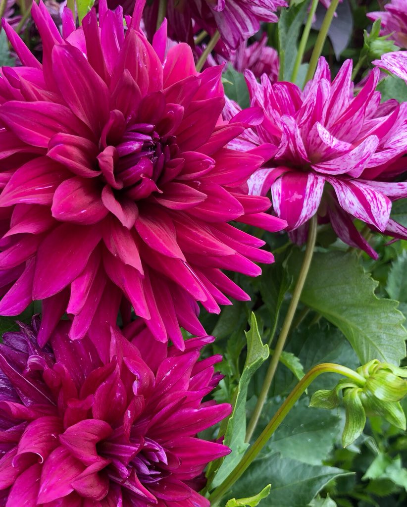 BelvedereGCC's tweet image. The flowers at Belvedere are in full bloom and looking beautiful! #belvederegcc #whyibelong #nofilter #flowers