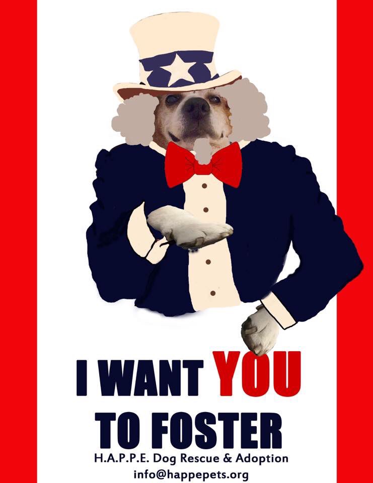 _livelikeCalvin's tweet photo. A message from “Uncle Calvin” on this beautiful #4thofJuly #weneedYOU #itsthepawtrioticthingtodo #freedomforshelterdogs #bestfriends #foster #adopt #rescuedogs #livelikeCalvin #AdoptDontShop #IndependanceDay 🐾🇺🇸 https://t.co/topPb9kZru