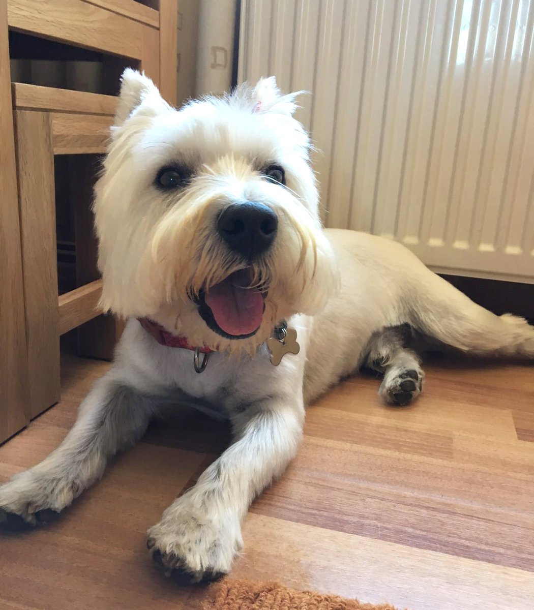 westie short hair