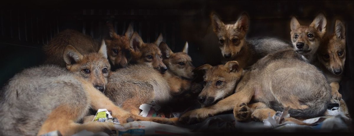 #Entérate El pasado 17 de abril se registró el nacimiento de ocho crías de #LoboMexicano en el Zoológico Los Coyotes (dos machos y seis hembras), siendo la camada más numerosa registrada en la CDMX de esta especie en peligro de extinción #FelizMiércoles