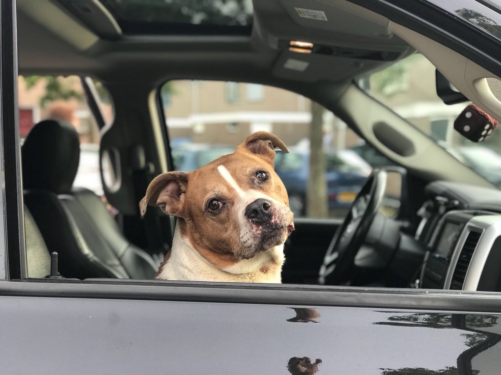 Viona van Dijk tweet media