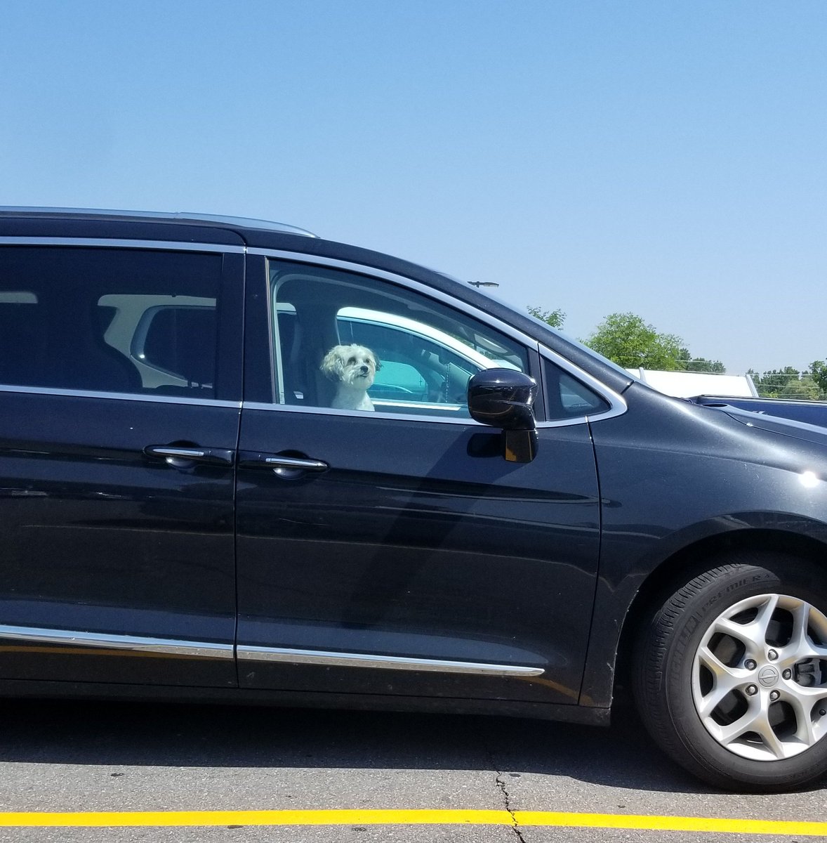 BrownRueger's tweet photo. I love car rides. I love hanging my head out the window. But I didn't think I'd be locked in a car with the windows up while it's 85 and sunny.
Please think about how unsafe this is. @ASPCA https://t.co/ysVdUu7QcU