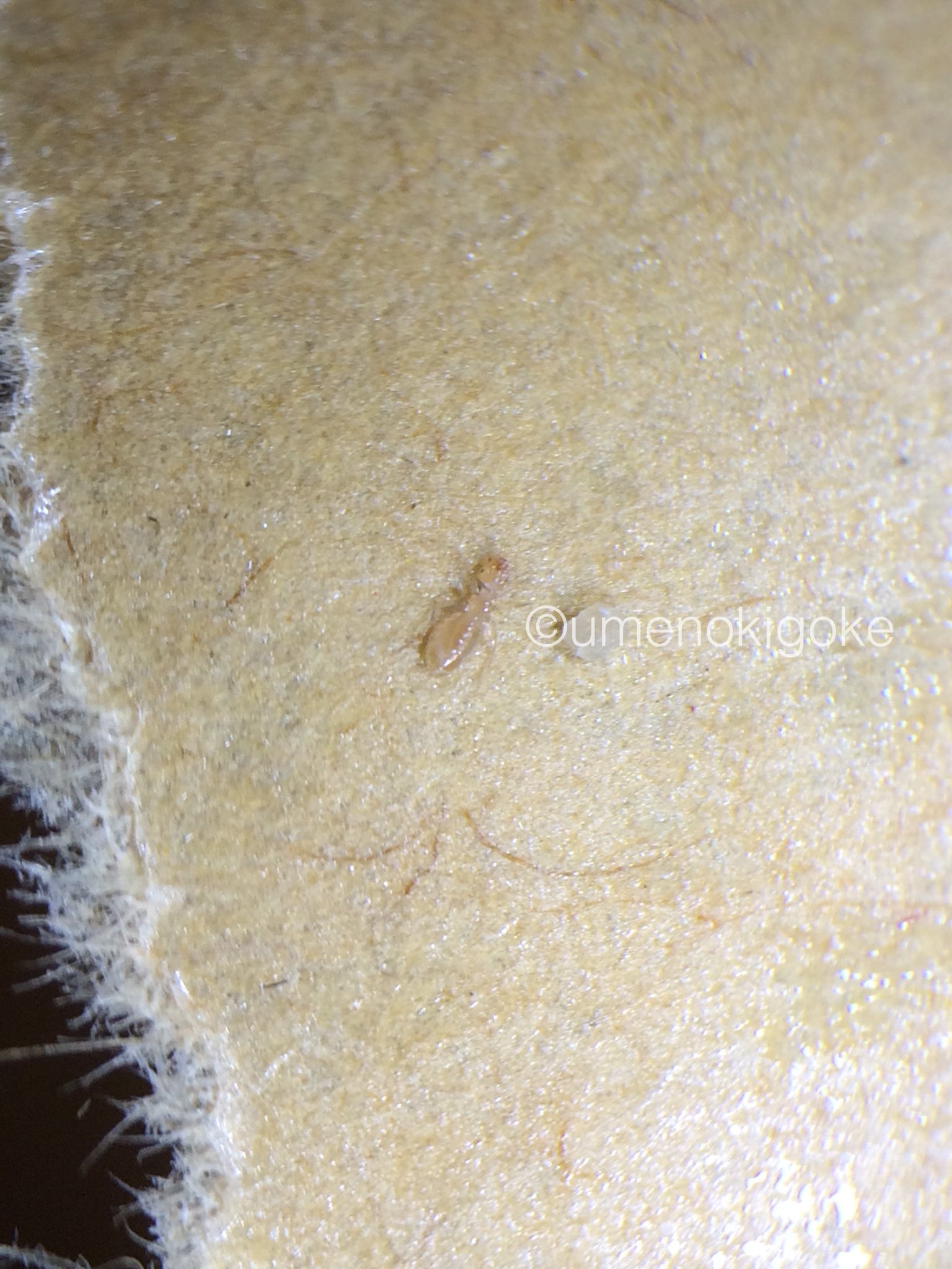 See Umenokigoke S Tweet Twitter