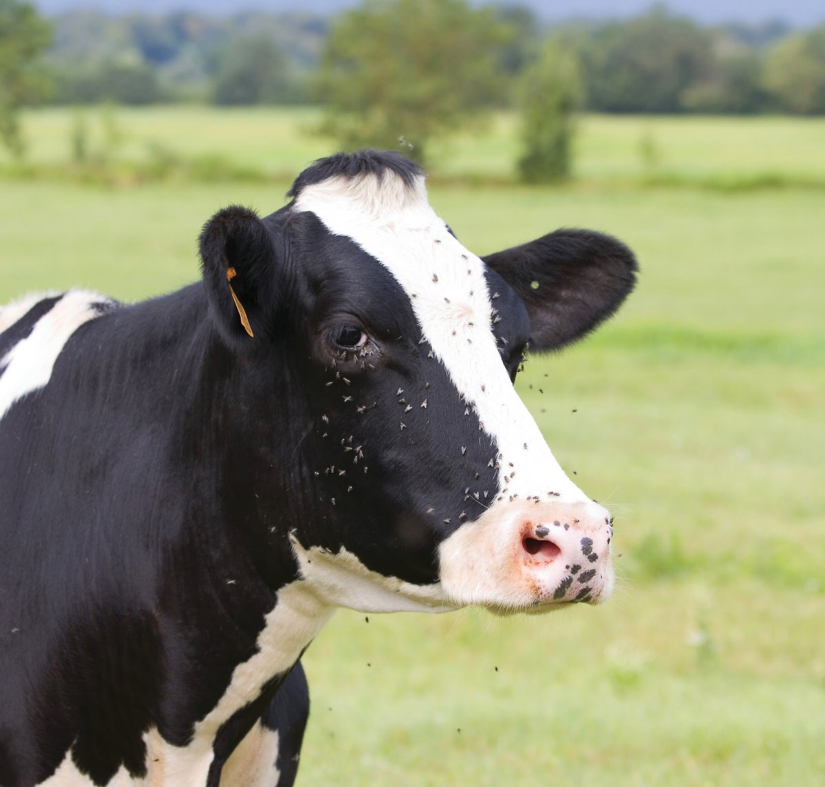 Target Flies Before They Target Your Cattle!

Flies are notorious for causing problems to cattle both by their nuisance factor and by transmitting diseases between animals.

For further details on these causes, please click the link - 
bit.ly/2vV93KR