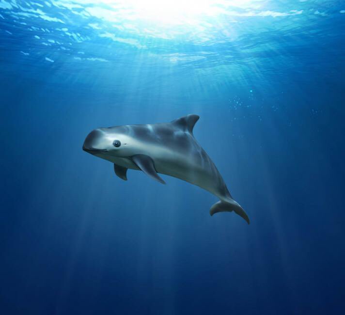BellaLack's tweet image. Want to know what extinction looks like? 
Here is the Vaquita. There are 12 left in the world. TWELVE. 

Soon our planet will be devoid of yet another magnificent creature because of human greed.