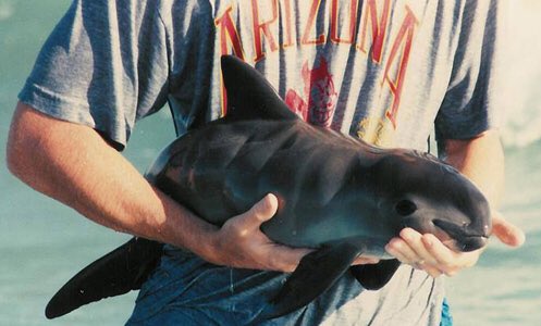 BellaLack's tweet image. Want to know what extinction looks like? 
Here is the Vaquita. There are 12 left in the world. TWELVE. 

Soon our planet will be devoid of yet another magnificent creature because of human greed.