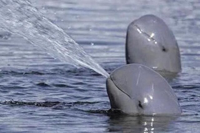 BellaLack's tweet image. Want to know what extinction looks like? 
Here is the Vaquita. There are 12 left in the world. TWELVE. 

Soon our planet will be devoid of yet another magnificent creature because of human greed.