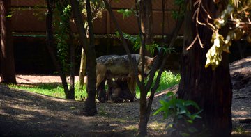 Nace la camada más grande de lobos mexicanos en zoológico de la CDMX