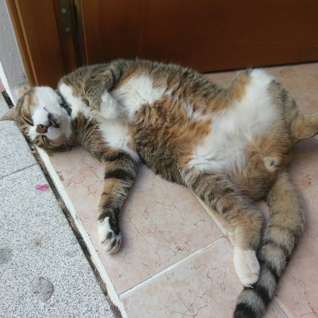 property_kalkan's tweet photo. It's over 30 degrees so officially time to start having a siesta.https://t.co/NcFLWp3cMH 
 #summerinturkey #weather #Kalkan #timeforsiesta https://t.co/G3zSyMneUf
