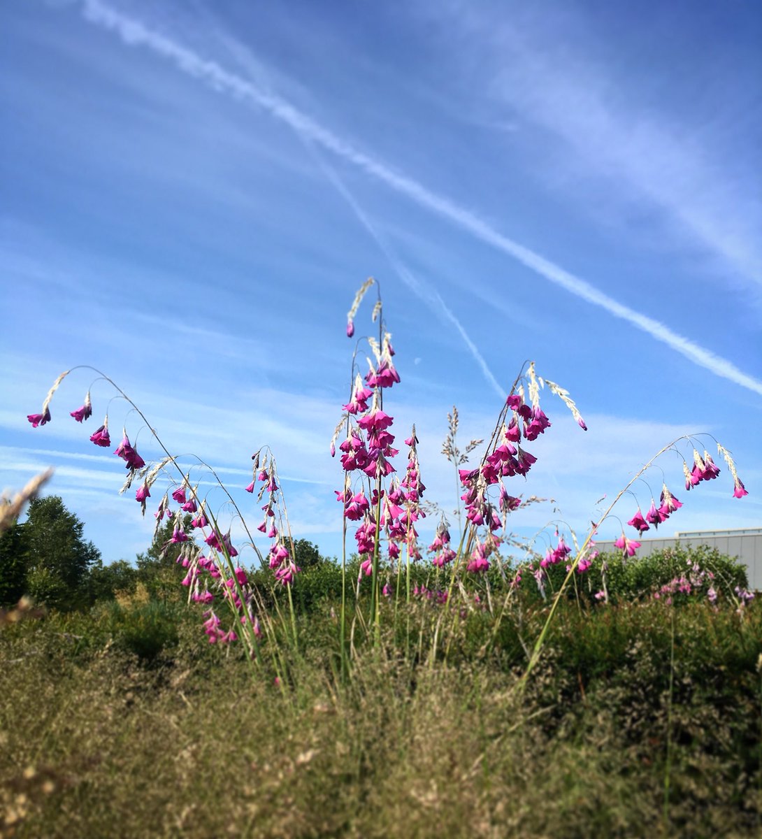The angels fishing rod are looking absolutely spot on at the moment @RHSHydeHall #dierama #dieramapulcherrimum #angelsfishingrod #moderncountrygarden #courtyardgarden #rhshydehall #rhsgardenhydehall #rhs #royalhorticulturalsociety #comeseeforyourself
