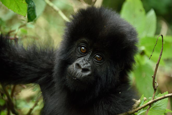 RDBrwanda's tweet image. To celebrate the 24th anniversary of the Liberation Day, RDB will give 100 young Rwandans, who turn 15 years old this year, the once in a lifetime opportunity to trek the endangered mountain gorillas in Volcanoes National Park in December. Read how:  rdb.rw/to-celebrate-l…