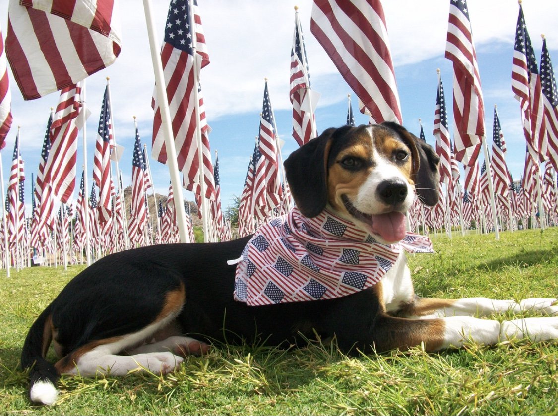 AnimalsForArmedForce tweet media